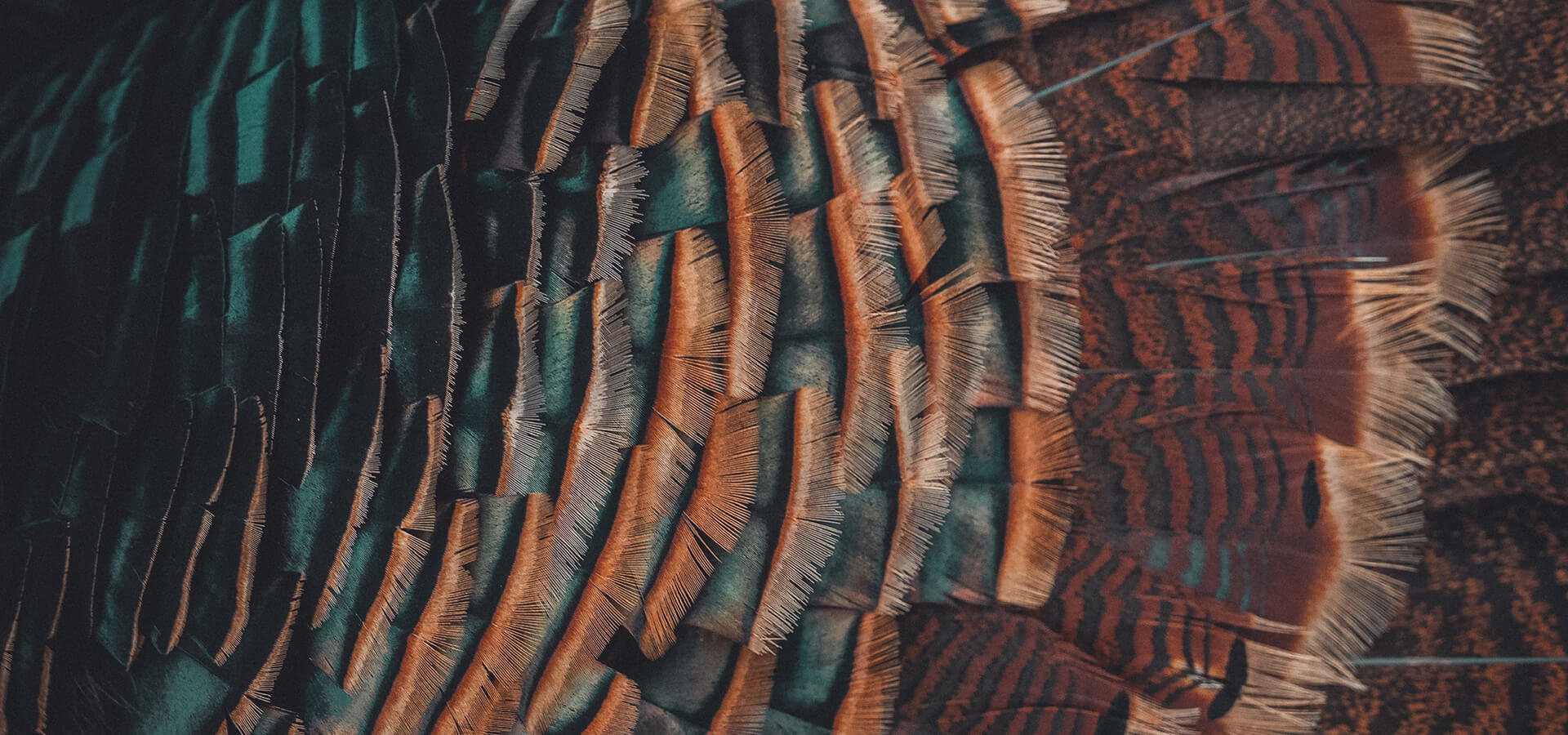 WHITETAIL HUNTING WHITETAIL HUNTING