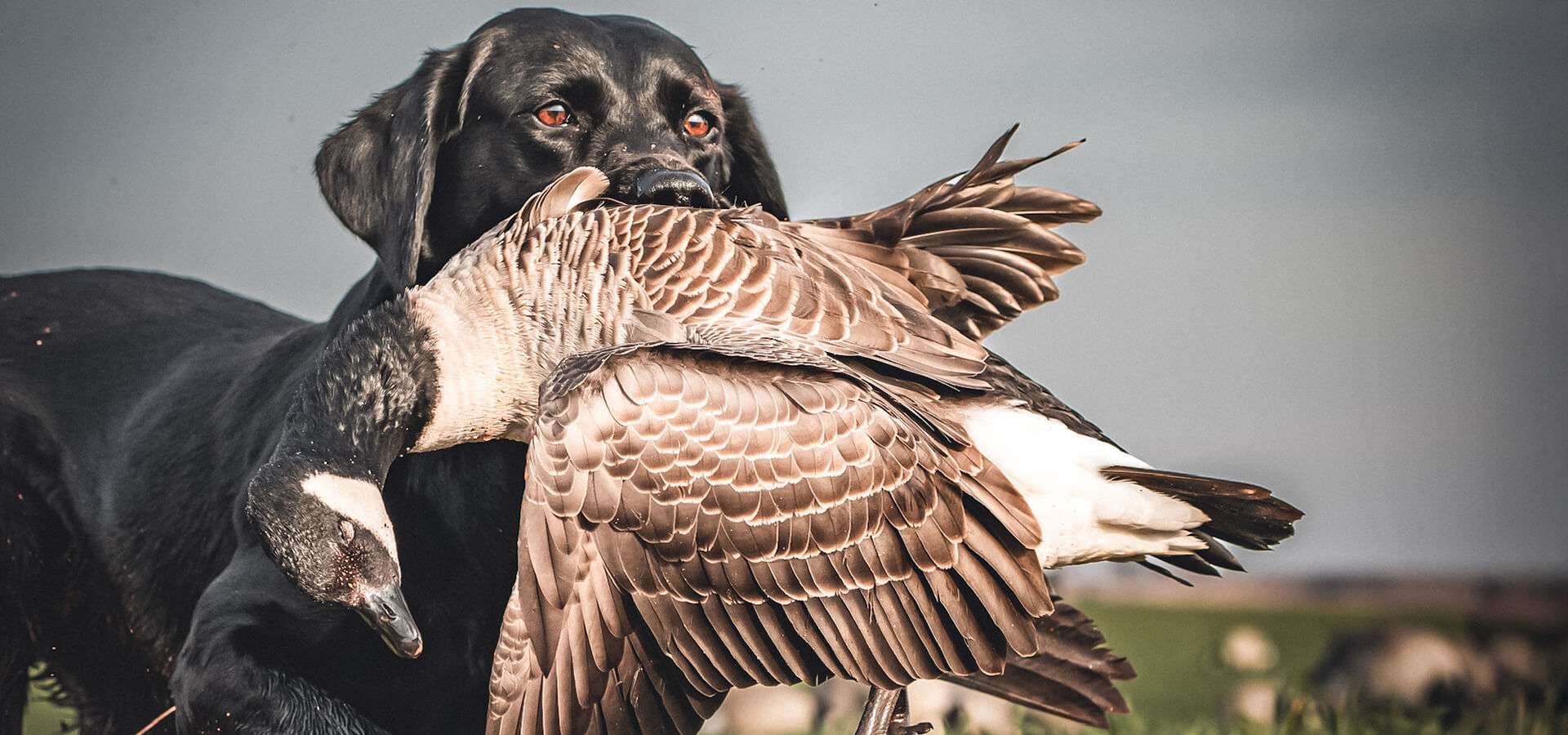 TEXAS HUNTING FAQs TEXAS HUNTING FAQs