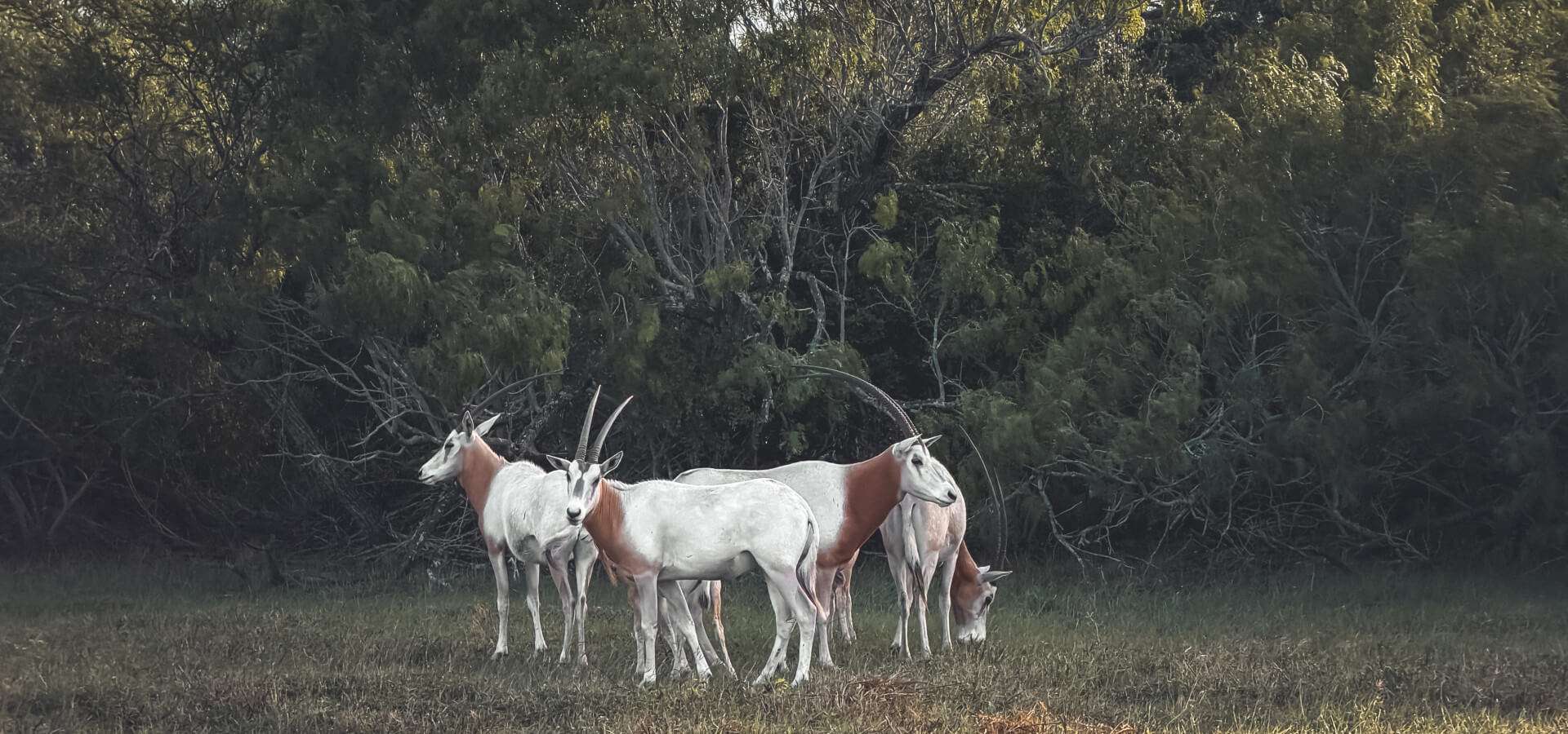 SCIMITAR-HORNED ORYX HUNTING