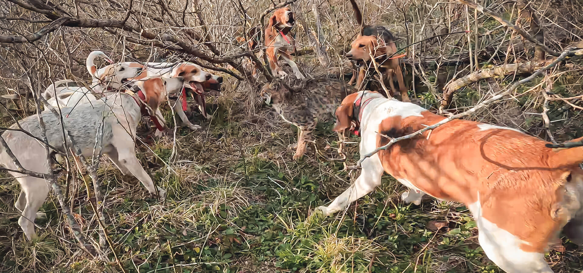 BOBCAT/PREDATOR HUNTING