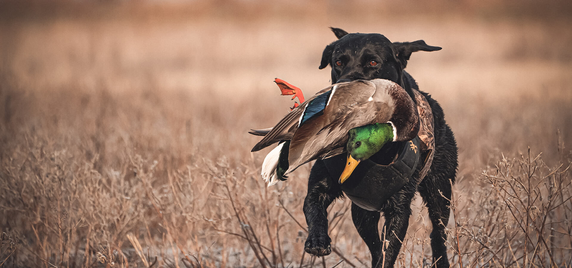 WATERFOWL HUNTING