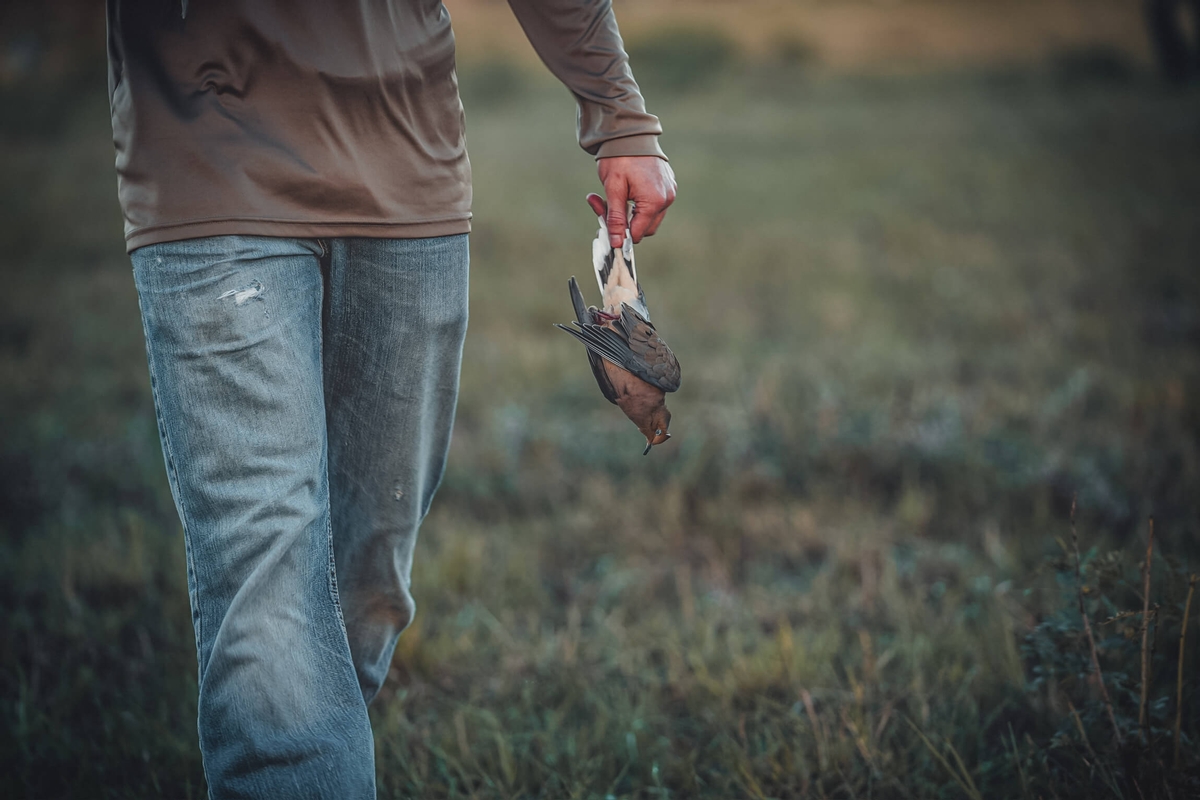 Guided dove hunts in South Texas