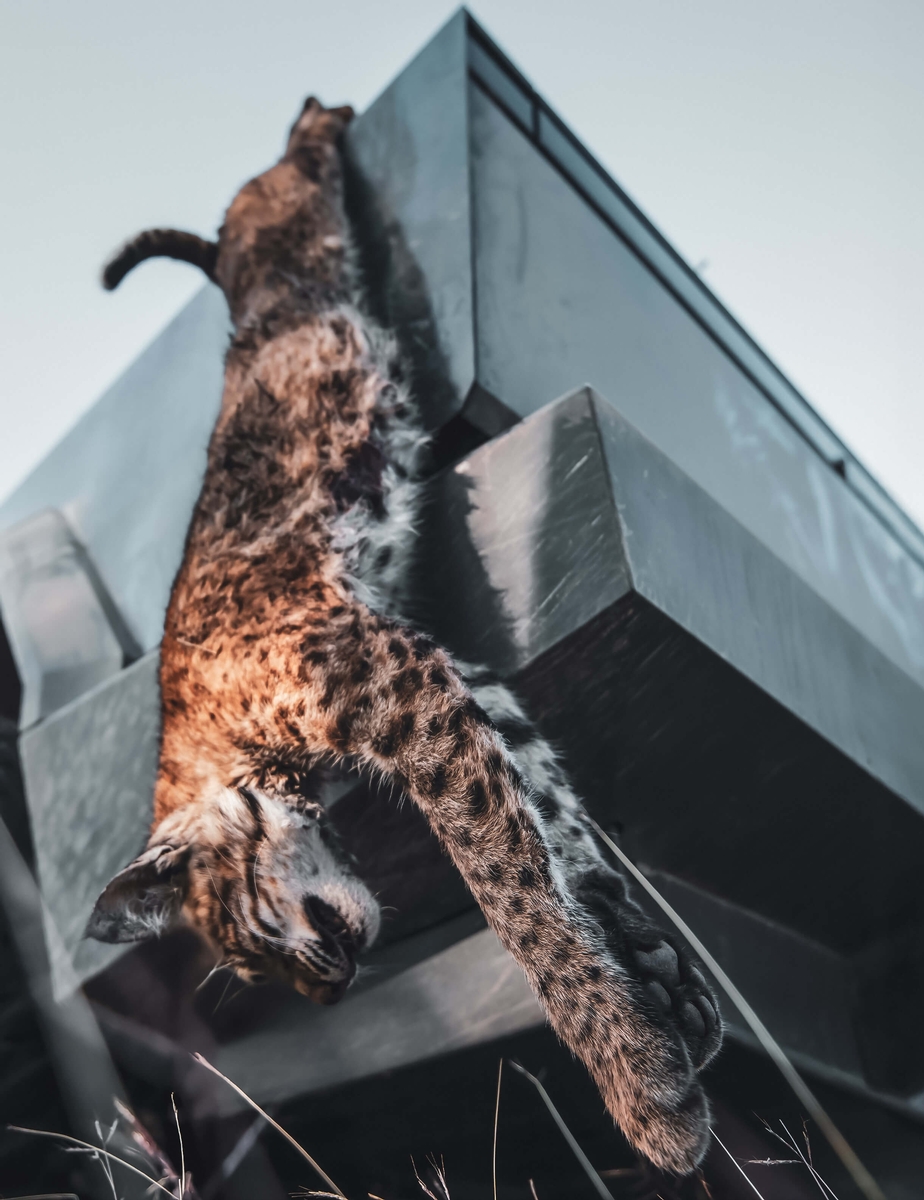 South Texas Bobcat Hunting