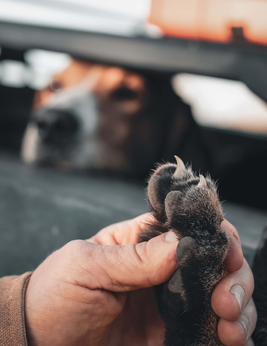 Bobcat hunting with hounds in Texas