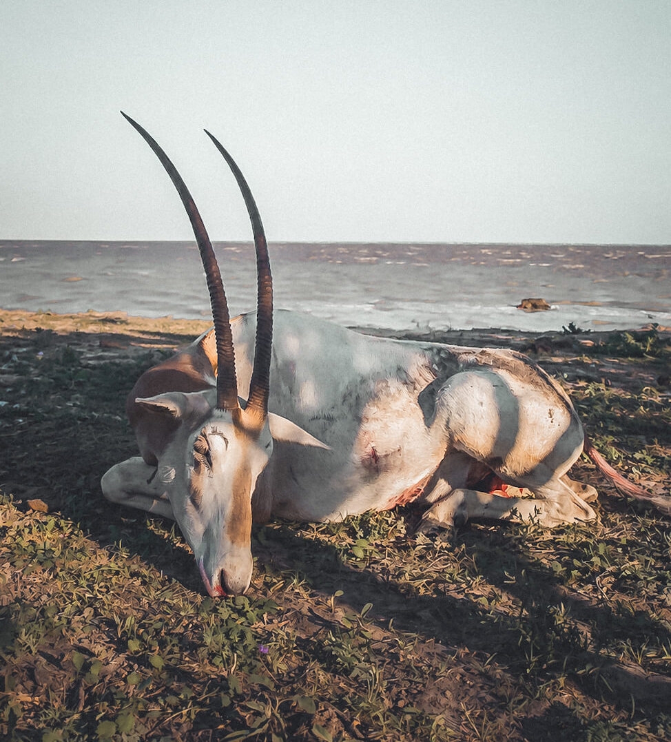 Scimitar Oryx Hunts in South Texas