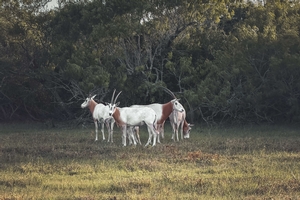 Scimitar Oryx